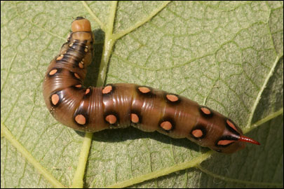 Hyles gallii (Rottemburg, 1775) -  