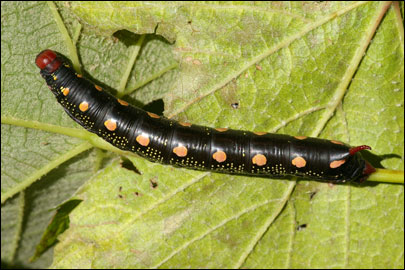 Hyles gallii (Rottemburg, 1775) -  