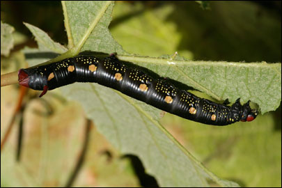 Hyles gallii (Rottemburg, 1775) -  