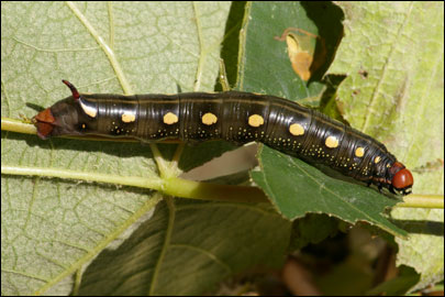 Hyles gallii (Rottemburg, 1775) -  