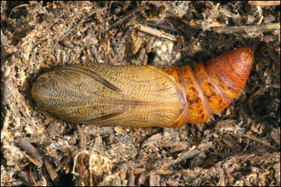 Hyles gallii (Rottemburg, 1775) -  