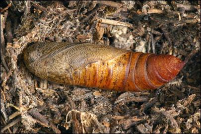 Hyles gallii (Rottemburg, 1775) -  