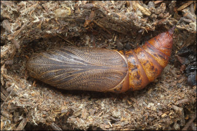 Hyles gallii (Rottemburg, 1775) -  