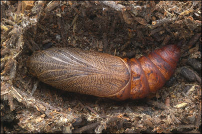 Hyles gallii (Rottemburg, 1775) -  