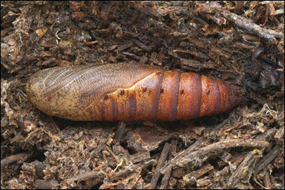 Hyles gallii (Rottemburg, 1775) -  