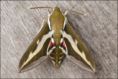 Hyles gallii (Rottemburg, 1775) -  