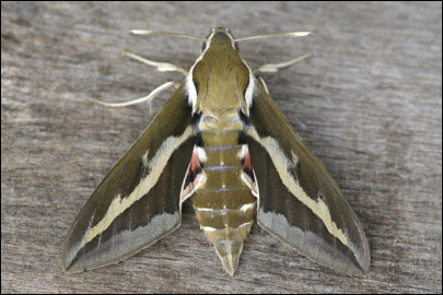 Hyles gallii (Rottemburg, 1775) -  