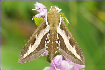 Hyles gallii (Rottemburg, 1775) -  