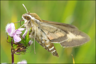 Hyles gallii (Rottemburg, 1775) -  