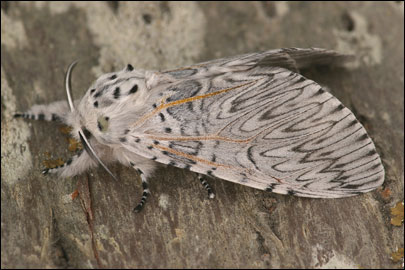 Cerura vinula (Linnaeus, 1758) -  
