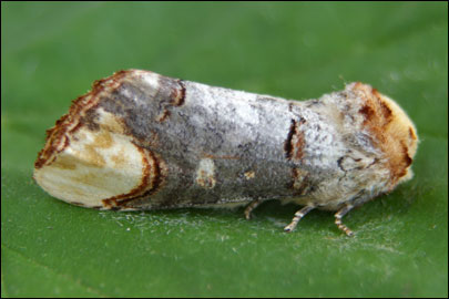 Phalera bucephala (Linnaeus, 1758) -  