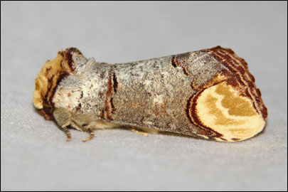 Phalera bucephala (Linnaeus, 1758) -  