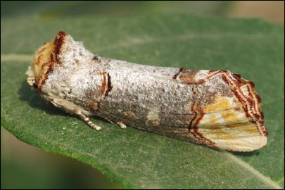 Phalera bucephala (Linnaeus, 1758) - ����� �����������