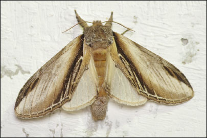 Pheosia tremula (Clerck, 1759) -  