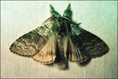 Calliteara pudibunda (Linnaeus, 1758) -  
