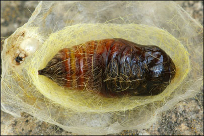 Calliteara pudibunda (Linnaeus, 1758) - ����������� ���������