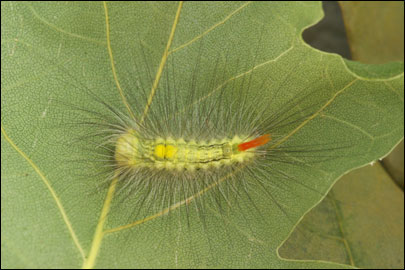 Calliteara pudibunda (Linnaeus, 1758) -  