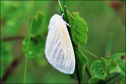 Leucoma salicis (Linnaeus, 1758) -  