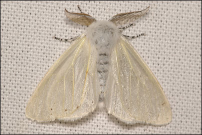 Leucoma salicis (Linnaeus, 1758) -  