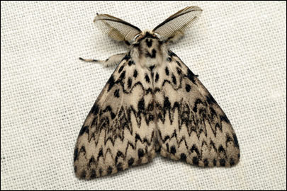 Lymantria monacha (Linnaeus, 1758) -  