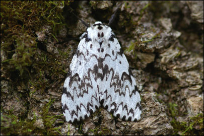 Lymantria monacha (Linnaeus, 1758) -  