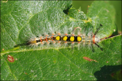 Orgyia antiqua (Linnaeus, 1758) - ���������� ������������