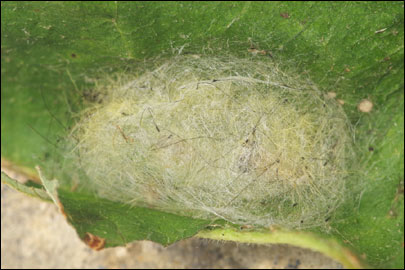 Orgyia antiqua (Linnaeus, 1758) - ���������� ������������