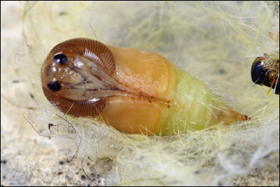 Orgyia antiqua (Linnaeus, 1758) - ���������� ������������