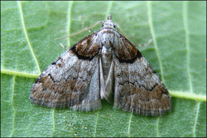 Nola cucullatella (Linnaeus, 1758) - Челночница капюшонная