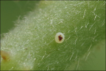 Nola cucullatella (Linnaeus, 1758) - Челночница капюшонная