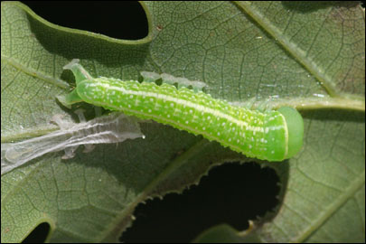 Pseudoips prasinana (Linnaeus, 1758) -  