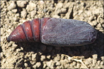 Dysgonia algira (Linnaeus, 1767) - ���������� ���������