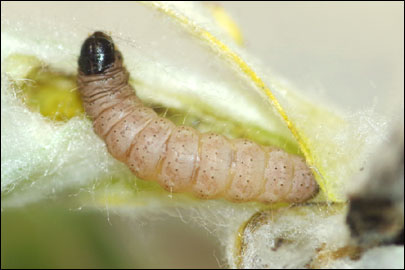 Eublemma panonica (Freyer, 1840) - ���������� ���������