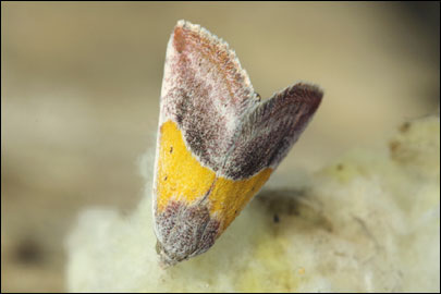 Eublemma panonica (Freyer, 1840) -  