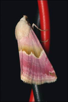 Eublemma rosea (Hubner, 1790) -  