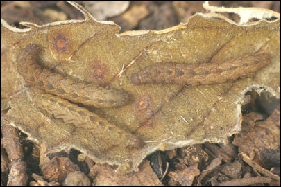 Herminia tarsicrinalis (Knoch, 1782) - Ленточница бурополосая