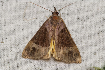 Hypena opulenta (Christoph, 1877) - ������ ���������