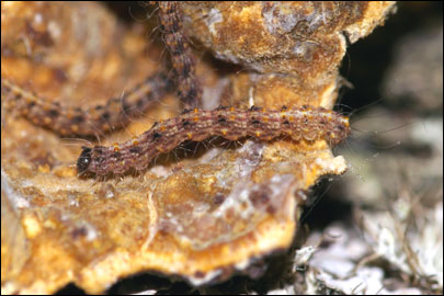 Parascotia fuliginaria (Linnaeus, 1761) - Ленточница трутовиковая