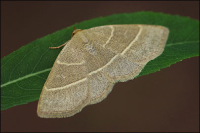 Trisateles emortualis ([Denis & Schiffermuller], 1775) - ���������� ���������