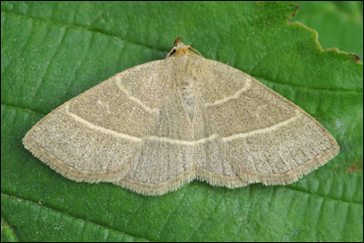 Trisateles emortualis ([Denis & Schiffermuller], 1775) - ���������� ���������
