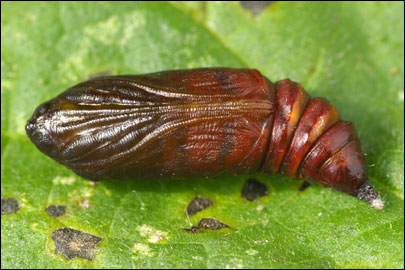 Abrostola tripartita (Hufnagel, 1766) - ������������ �������������