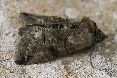 Abrostola tripartita (Hufnagel, 1766) - ������������ �������������