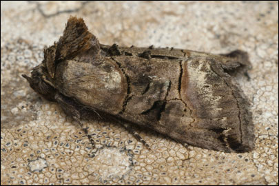 Abrostola tripartita (Hufnagel, 1766) - ������������ �������������