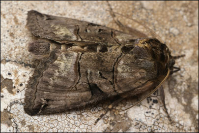 Abrostola tripartita (Hufnagel, 1766) - ������������ �������������