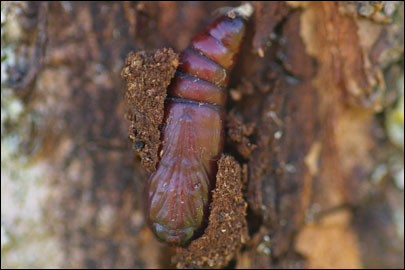Acronicta tridens ([Denis & Schiffermuller], 1775) - ����������� ��������