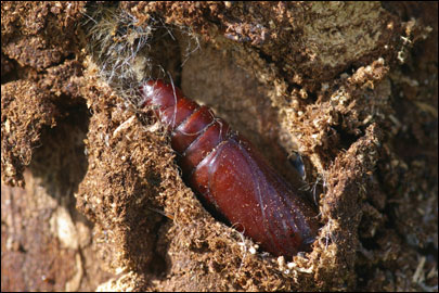 Acronicta tridens ([Denis & Schiffermuller], 1775) - ����������� ��������