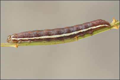 Actinotia radiosa (Esper, 1804) - Совка лучистая
