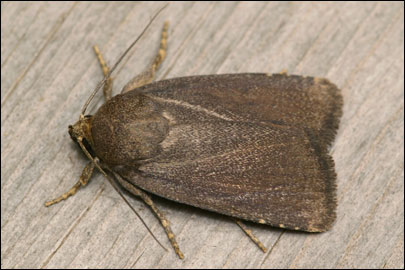 Amphipyra tetra (Fabricius, 1787) - ����� �����