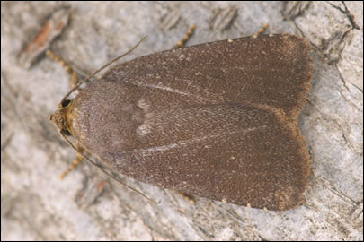 Amphipyra tetra (Fabricius, 1787) - ����� �����