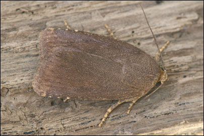Amphipyra tetra (Fabricius, 1787) - ����� �����